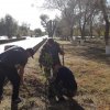 День древонасаждений